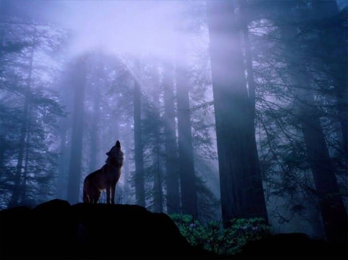 wolf-night-howl-first-people